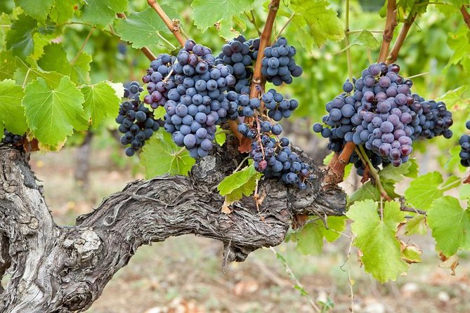 Chateauneuf-Du-Pape Prestige Wine Tour From Avignon - Restrictions and Policies