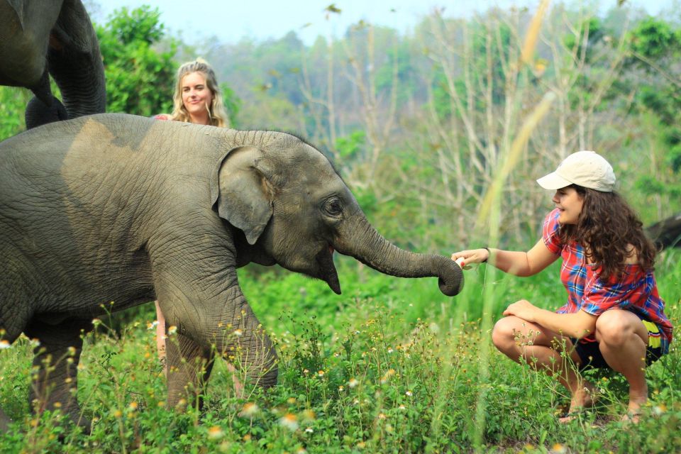 Chiang Mai: Exclusive Elephant Nursery Full-Day Program - Bathing and Playing With Baby Elephants