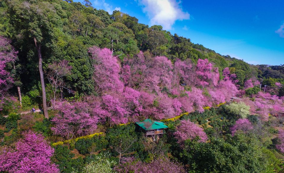 Chiang Mai: Full-Day Hiking Tour by Trailhead - Exploring Hmong Tribal Village