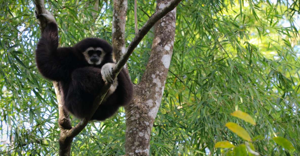 Chiang Mai: Gibbons, Trekking & Mae Kampong Small Group Tour - Spot Gibbons in the Wild