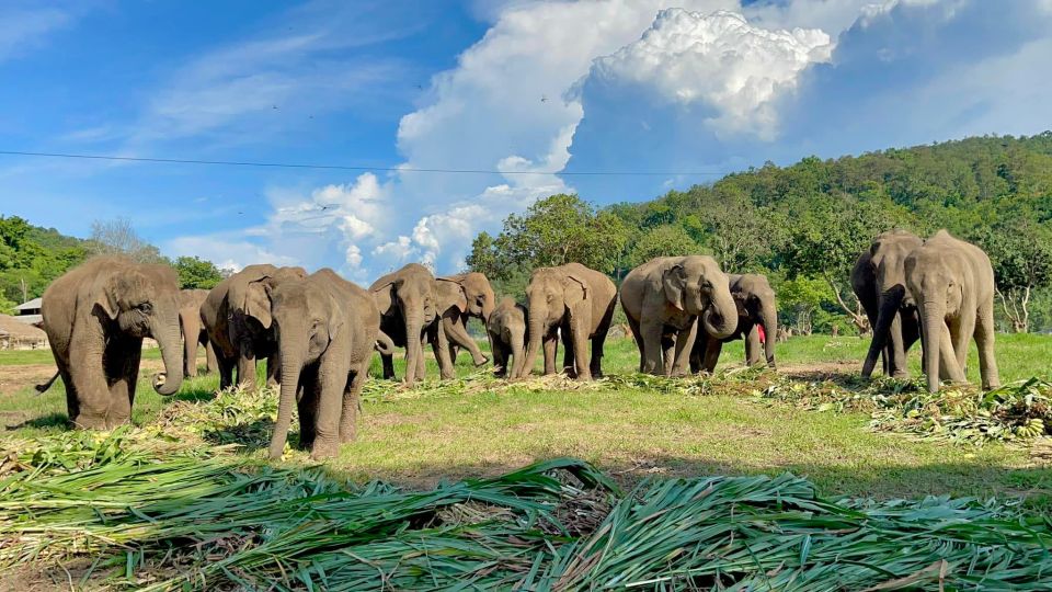 Chiang Mai: New Elephant Home Elephant Care Program - Feeding the Elephants