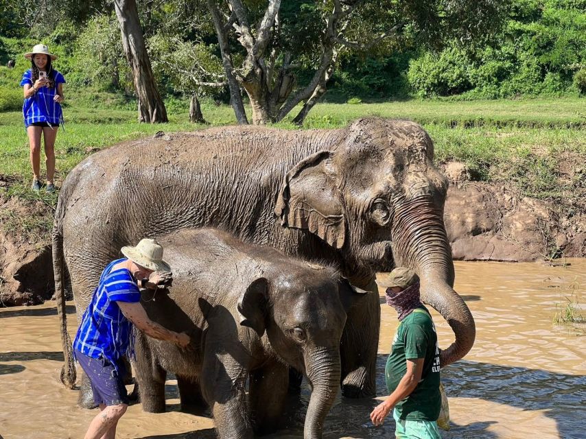 Chiang Mai: New Elephant Home Walking With Giants Tour - Educational Elephant Care Program