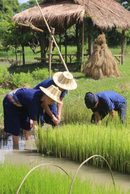 Chiang Mai: Thai Buffalo and Rice Planting Experience - Rice Planting Techniques