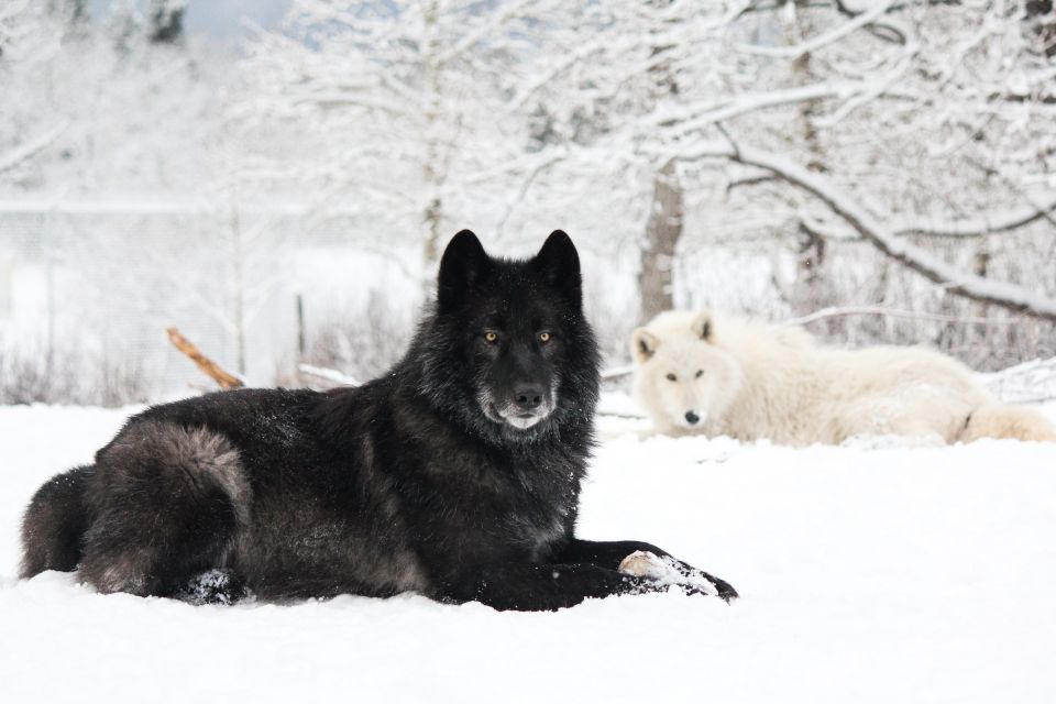 Cochrane: Yamnuska Wolfdog Sanctuary Tour - Tour Accessibility Restrictions