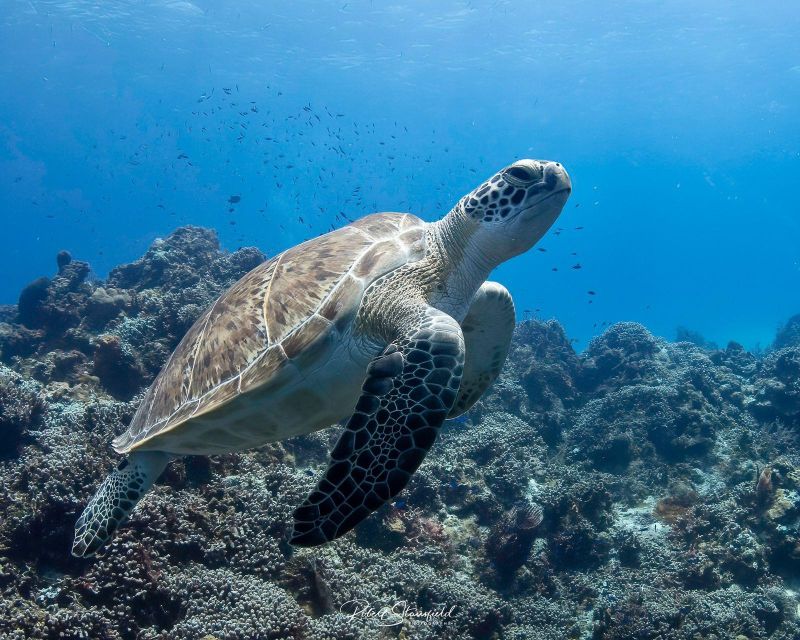 Cozumel Reefs Two Dives From the Boat - Two Scuba Diving Experiences