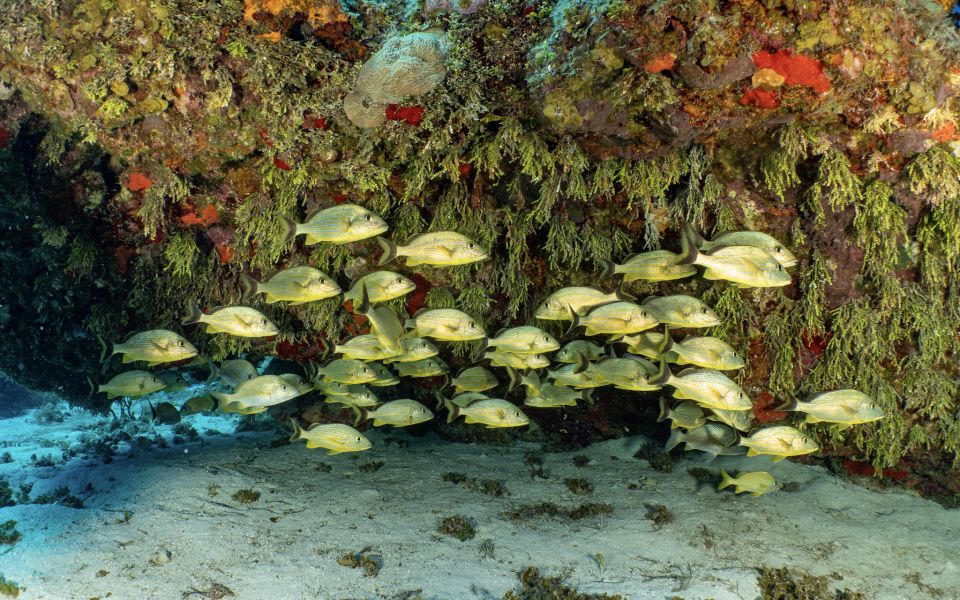 Cozumel: Snorkeling Boat Tour With Lunch - Spotting Exotic Marine Life