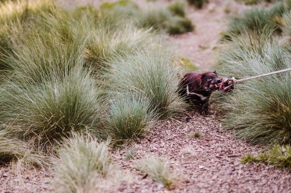 Cradle Mountain: After Dark Tasmanian Devil Feeding Tour - Location & Directions