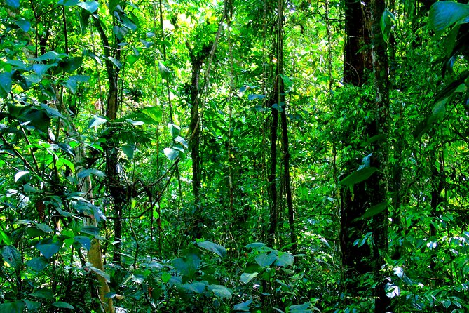 Cruiseline Excursion Colon: Rainforest, San Lorenzo Fort and Canal Expansion - Wildlife Spotting Opportunities