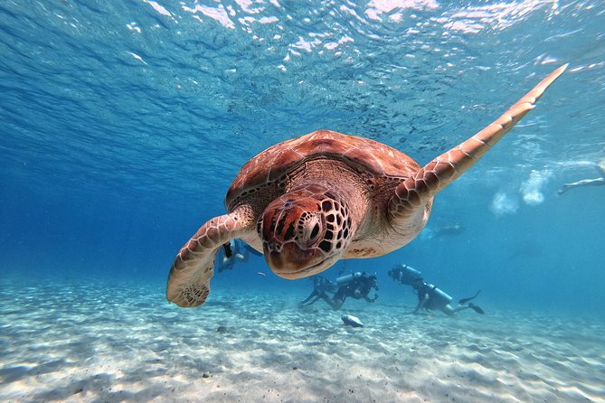 Curacao: Swimming With Sea Turtles and Grote Knip Beach Tour - Tour Description and Duration