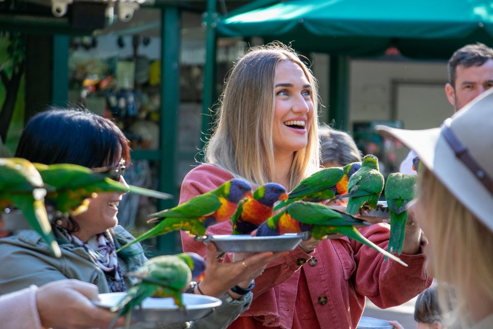 Currumbin Wildlife Sanctuary Ticket & Koala Photo - Experience Highlights at the Sanctuary