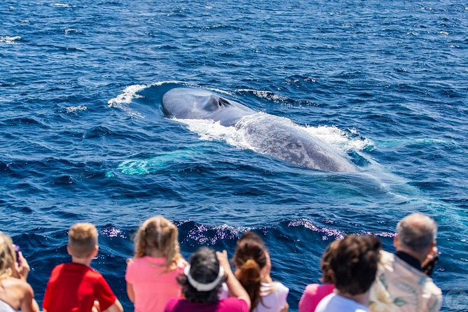 Dana Point Dolphin and Whale Watching Eco-Safari - Additional Information