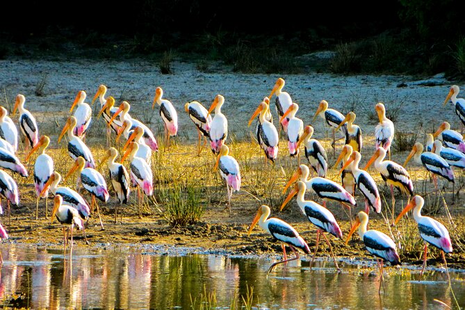 Day Tour to Minneriya National Park,Sigiriya & Dambulla From Kandy - Exclusions