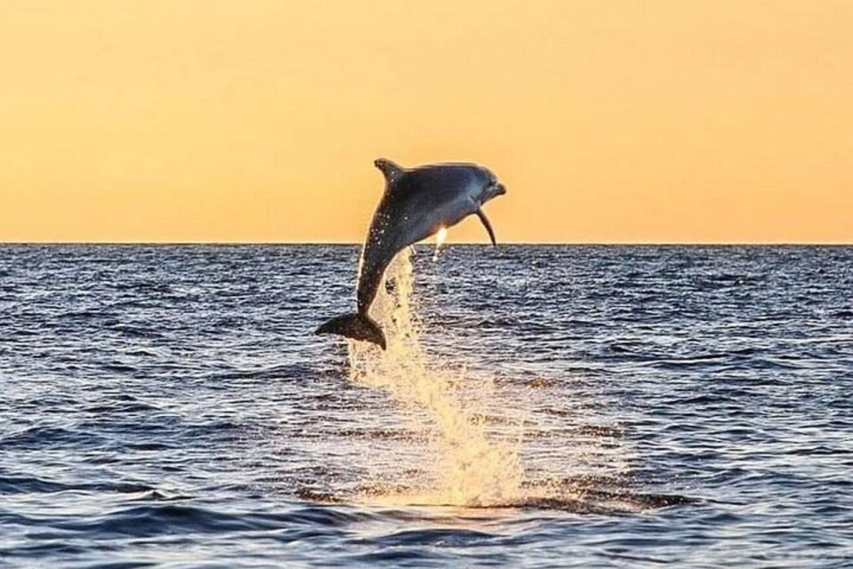 Destin: Dolphin Watch Cruise - Scenic Destin Harbor