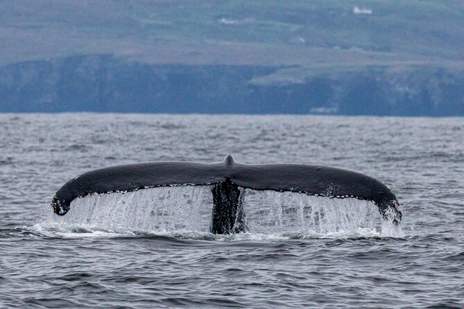 Dingle Boat Tours Wildlife RIB Adventure - Ticket Information and Redemption