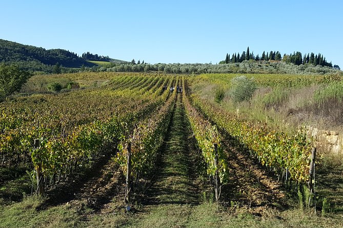 Discover Chianti Through Its Wines - Guided Tour of Vineyard and Cellars