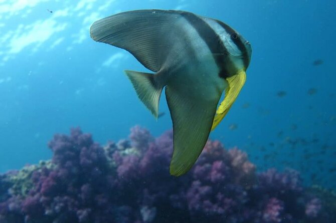 Discover SCUBA Diving - Pricing and Booking Options