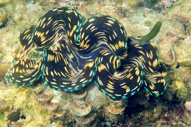 Discover Scuba Diving, Try Dive for Beginners ( Start at Ko Kut) - Meeting and Pickup Details