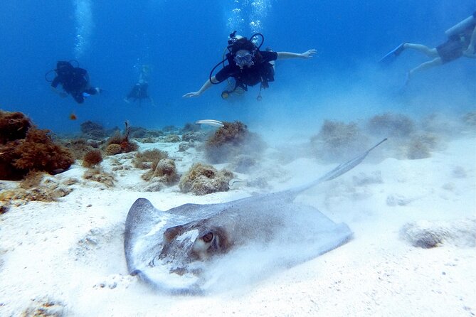 Discover Scubadiving on Aruba'S Reef - Underwater Exploration Highlights