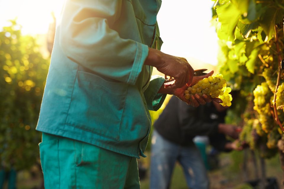 Discover the Secrets of Wine in the Algarve - Wine Tour Description