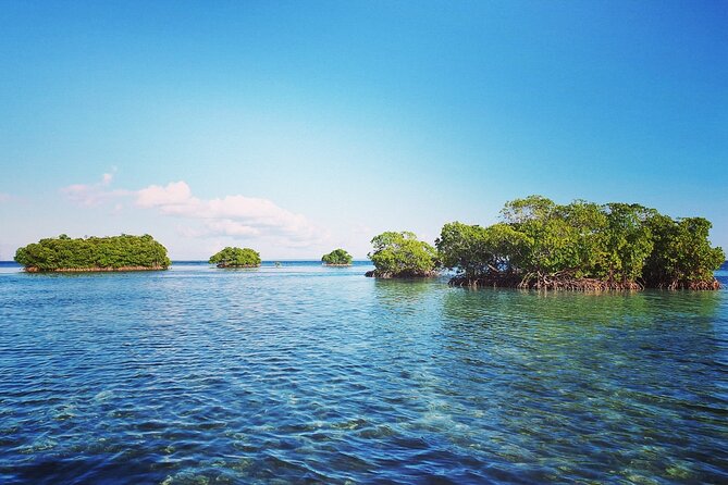 Discovery by Boat of the Mangrove and Its Lagoon in 7 Stages Including 4 Swimming - Activity Details