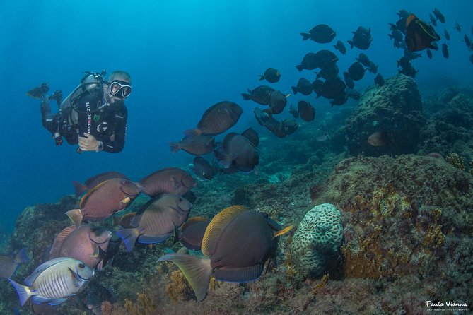 Diving for Beginners and Accredited - Búzios RJ - Tips for First-Time Divers