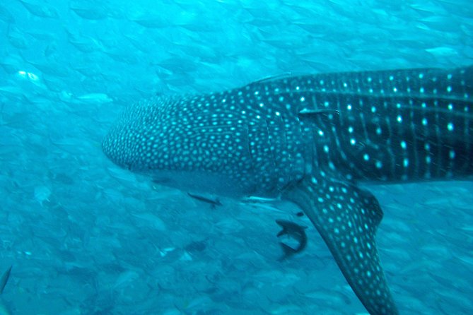 Diving Tour for Certified Divers From Koh Samui - Hotel Transfers and Buffet Lunch