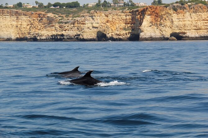 Dolphin and Whale Watching in Lagos - Meeting Point Details