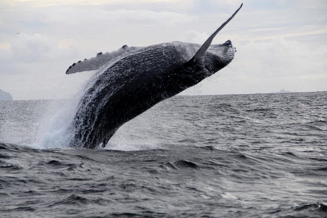 Dolphin and Whale Watching Tour From Dingle - Weather and Cancellation Policy