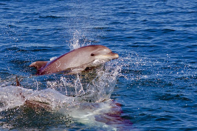 Dolphin Search - Dolphin Quest - Pickup and Meeting Points in Vilamoura