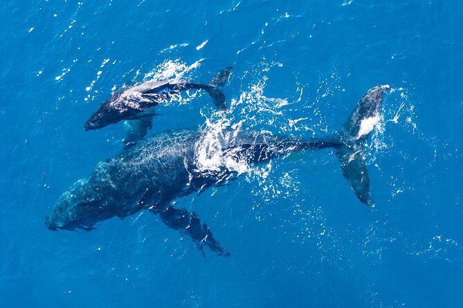 Dolphin Watching Half-Day Cruise From Lagos - Cancellation Policy