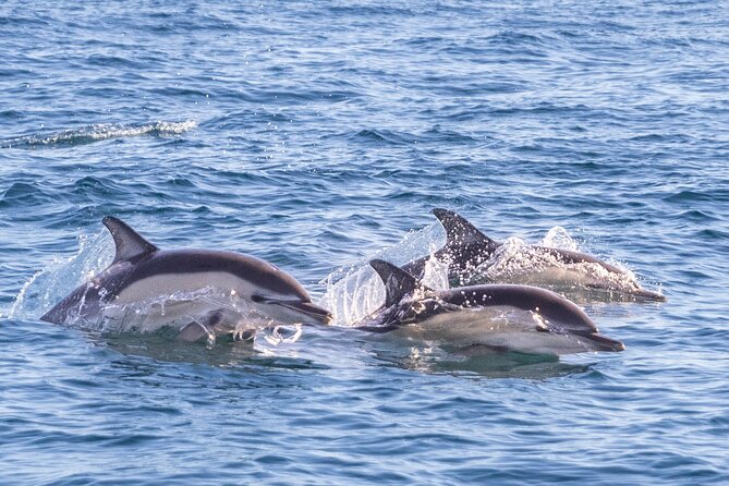 Dolphin Watching in Lisbon - Marine Biologist Expertise