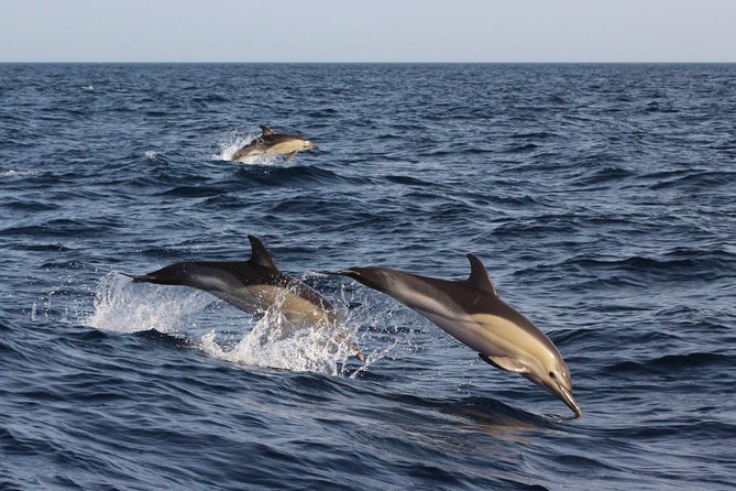 Dolphin-Watching in Marina De Lagos - Meeting and Pickup Locations