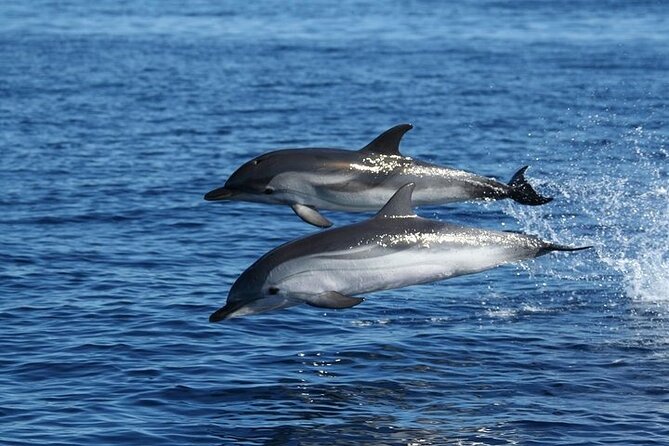 Dolphin Watching Tour With Snorkeling From Olbia - Additional Information