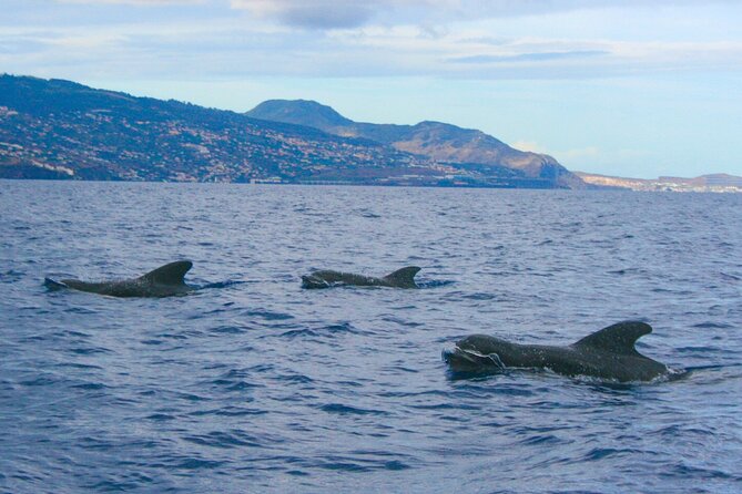 Eco-Friendly Catamaran Dolphin and Whale Watching - Snorkeling in the Pristine Waters