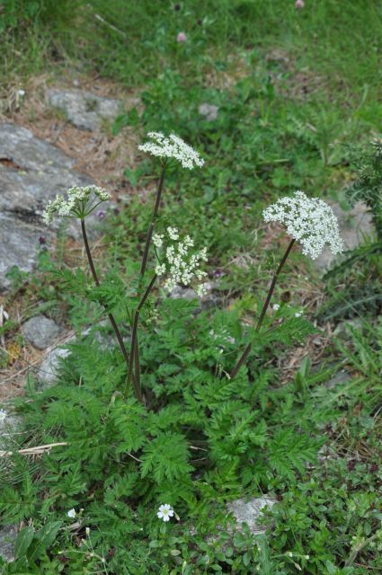 EDIBLE SPONTANEOUS PLANTS - Guided by a Specialist