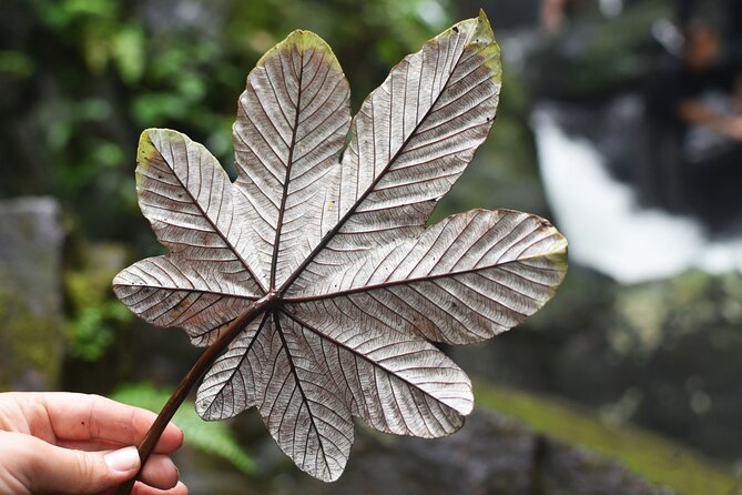 El Yunque Rainforest and Zipline Canopy Combo Tour - Exploring El Yunque Rainforest