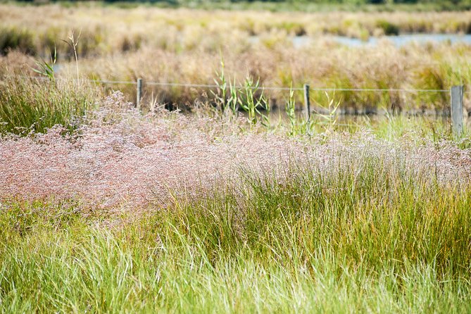 Electric Bike Excursion in Camargue - Discovering Natural Landscapes