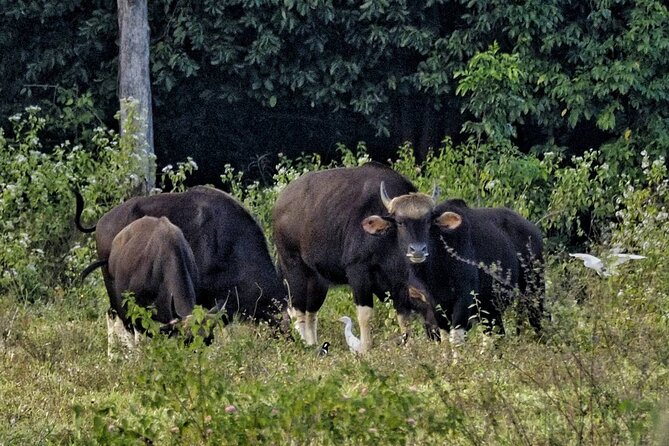 Elephant and Wildlife Watching in Kuiburi National Park - Private Afternoon Tour - Positive Guest Reviews Highlight