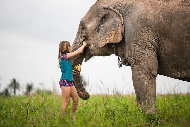 Elephant Jungle Sanctuary: Half Day Morning Program - Pattaya and Jomtien Hotel Pickup