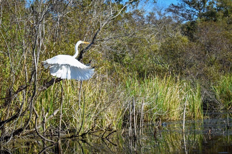 Everglades City: Guided Kayaking Tour of the Wetlands - Included Features