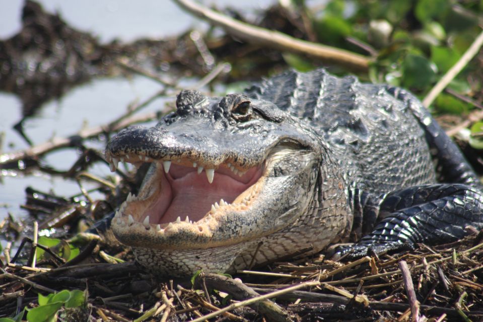 Everglades Day Safari From Sanibel, Fort Myers & Naples - Inclusions