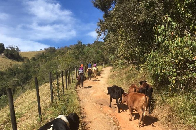 Exclusive Horse Experience With Pic-Nic at Belvedere - Preparing for Your Adventure