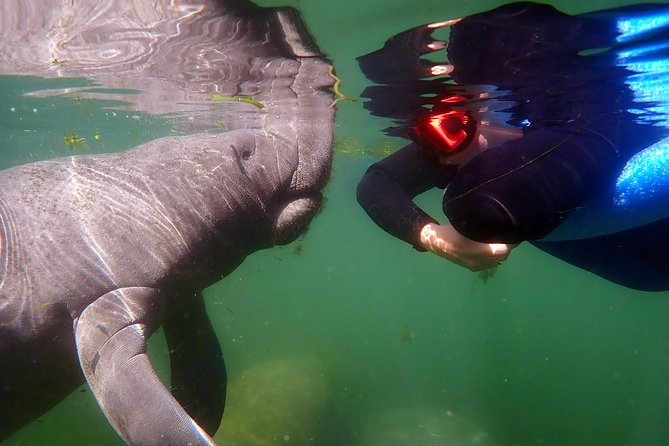 Exclusive Small Group VIP Heated Manatee Snorkel Tour - Meeting and Pickup