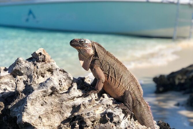 Exuma Powerboat Tour From Nassau With Swimming Pigs - Private Transportation