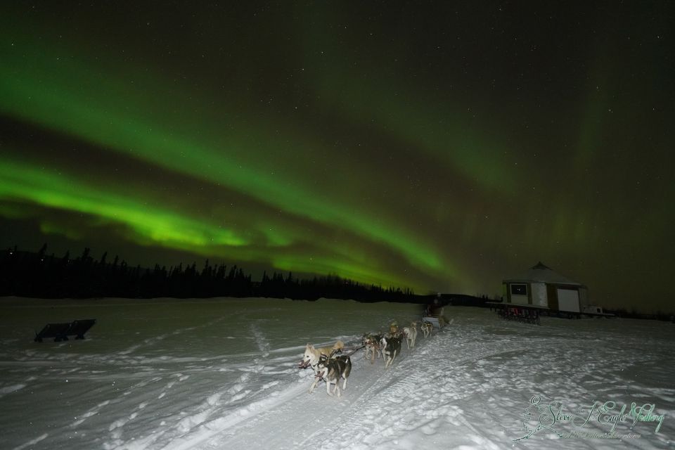 Fairbanks: Moonlight Dog Sled, Dinner & Northern Lights - Alaskan Salmon Dinner