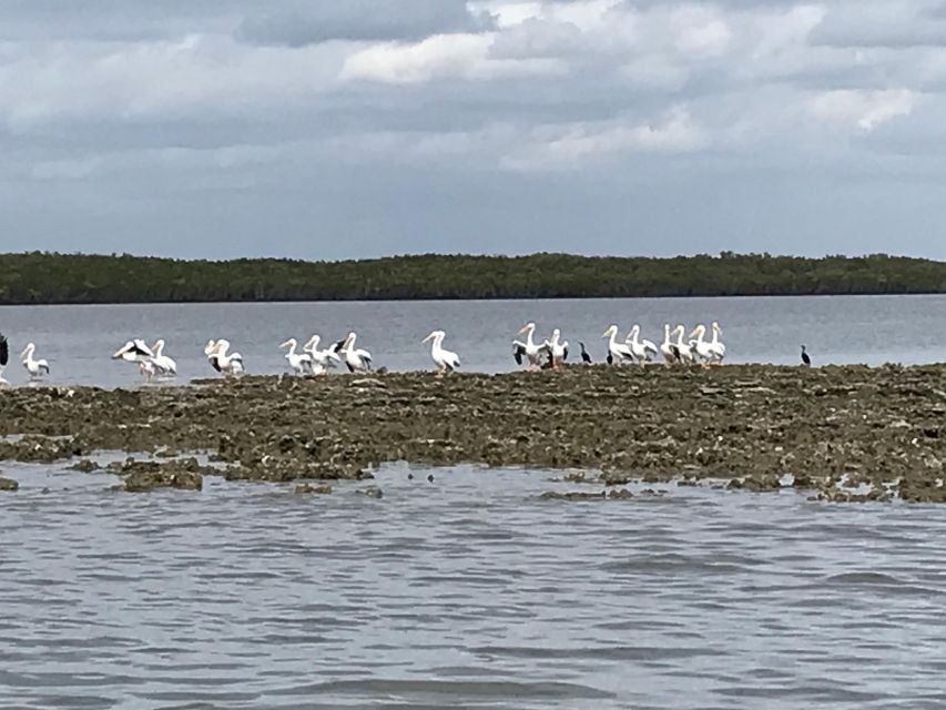 Fast and More 60 Minute Airboat Tour on the Homosassa River - Included Amenities