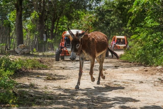 Flintstones Buggy, Cave and Adventure in Bavaro - Local House Visit