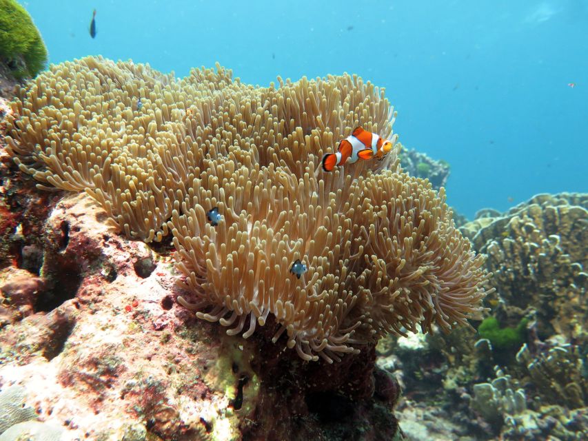 From Ao Nang: Similan Islands Boat Trip With Transfer & Food - Relaxing on Pristine White Sands