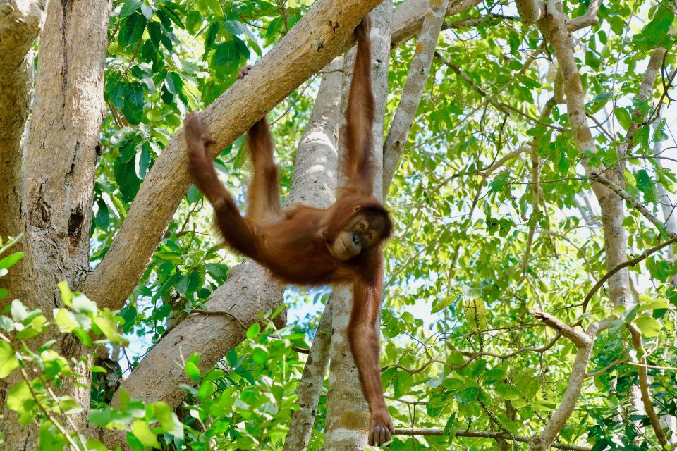 From Bangkok: Wildlife Rescue and Elephant Rescue Tour - Wildlife Rescue Centre