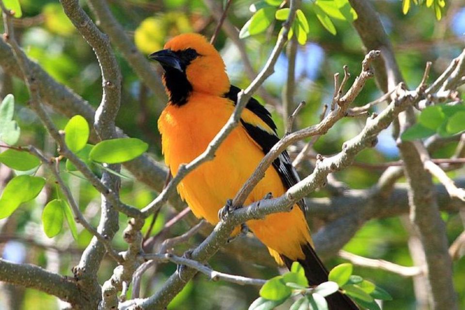 From Cancun: Bird Watching Day Tour - Expert Guides and Passionate Birders